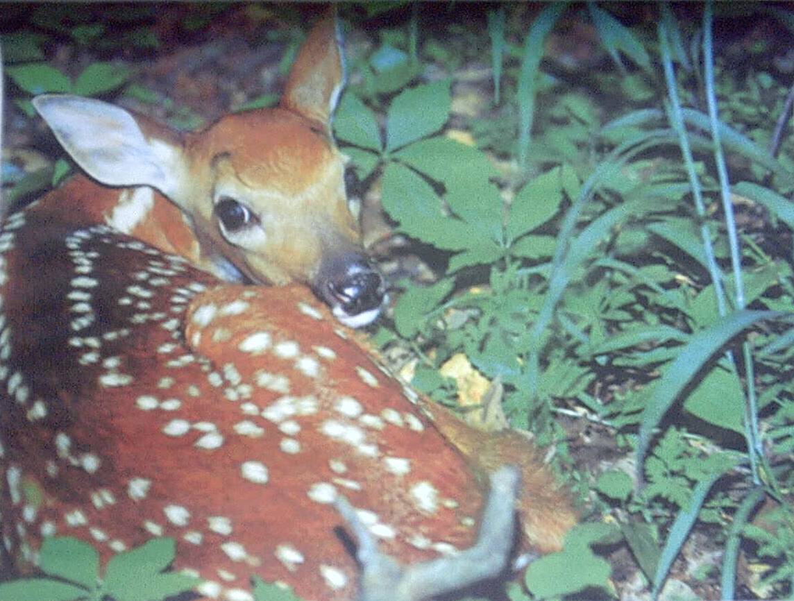 deer.jpg