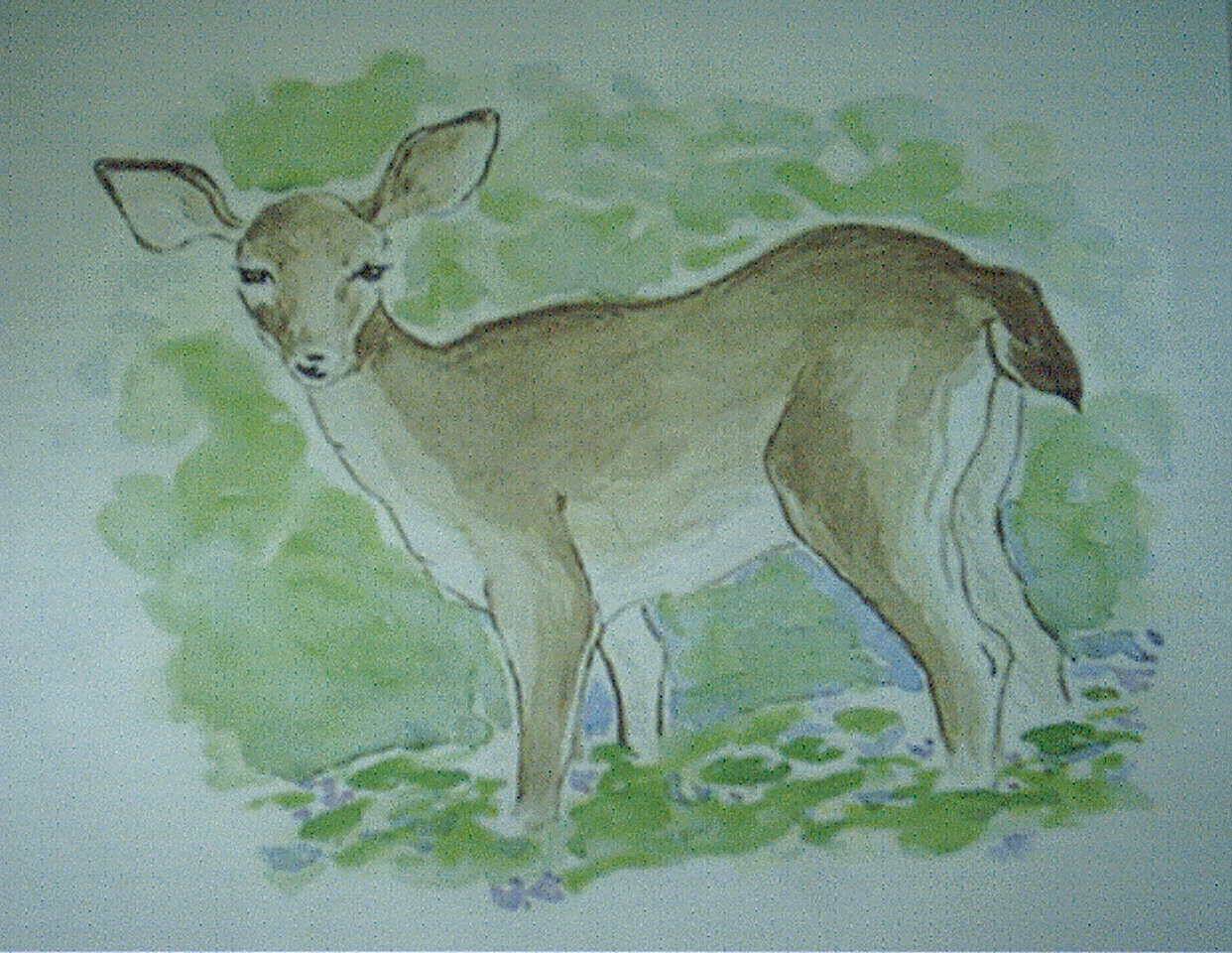 doedeer.jpg