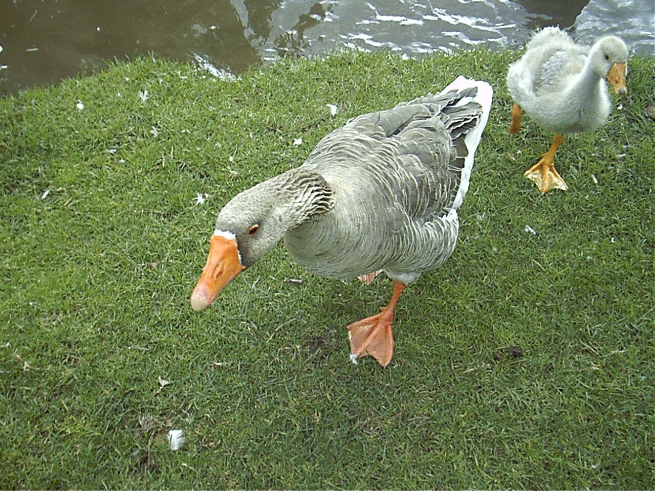 ducks.jpg