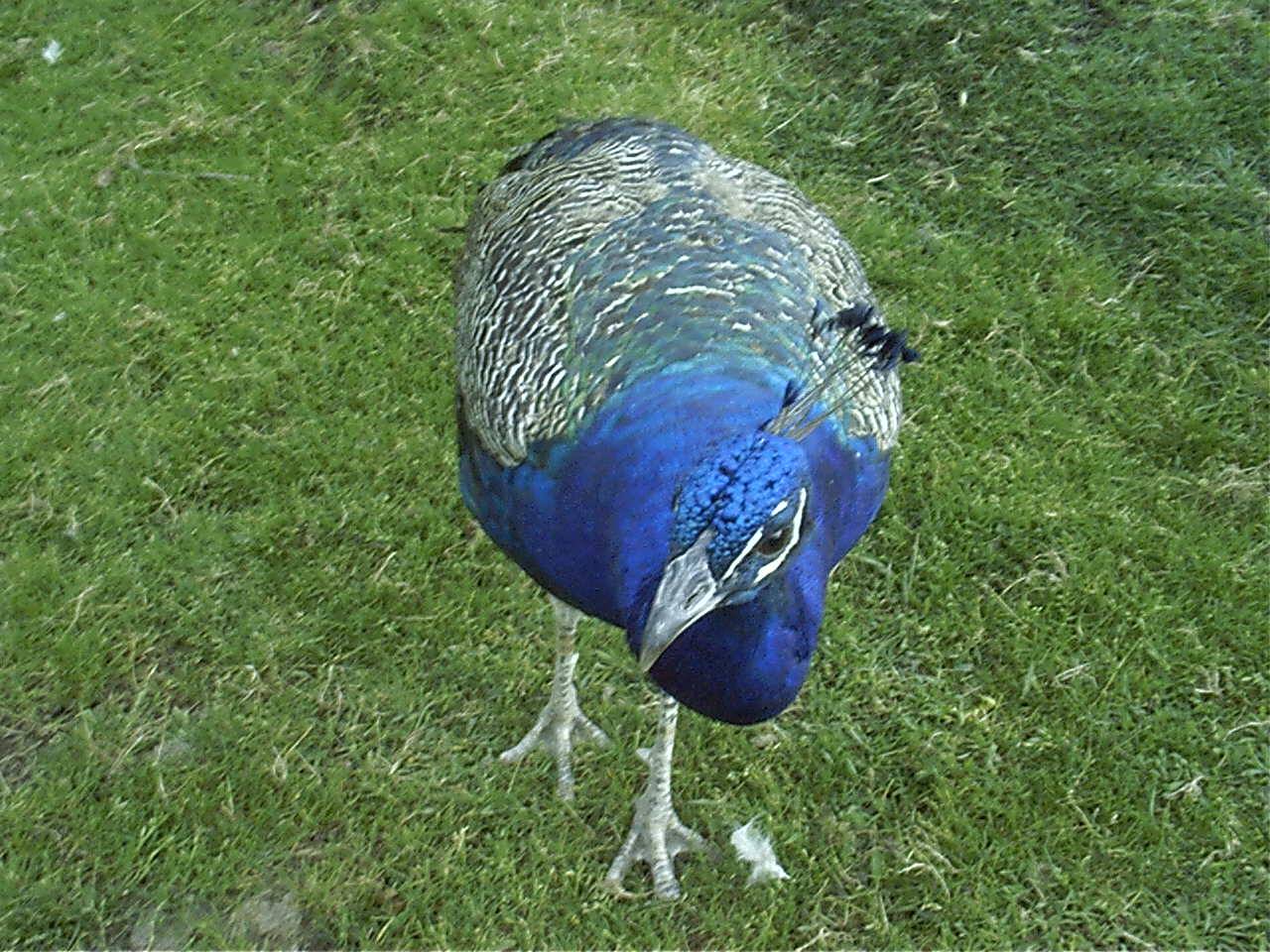 peacock.jpg