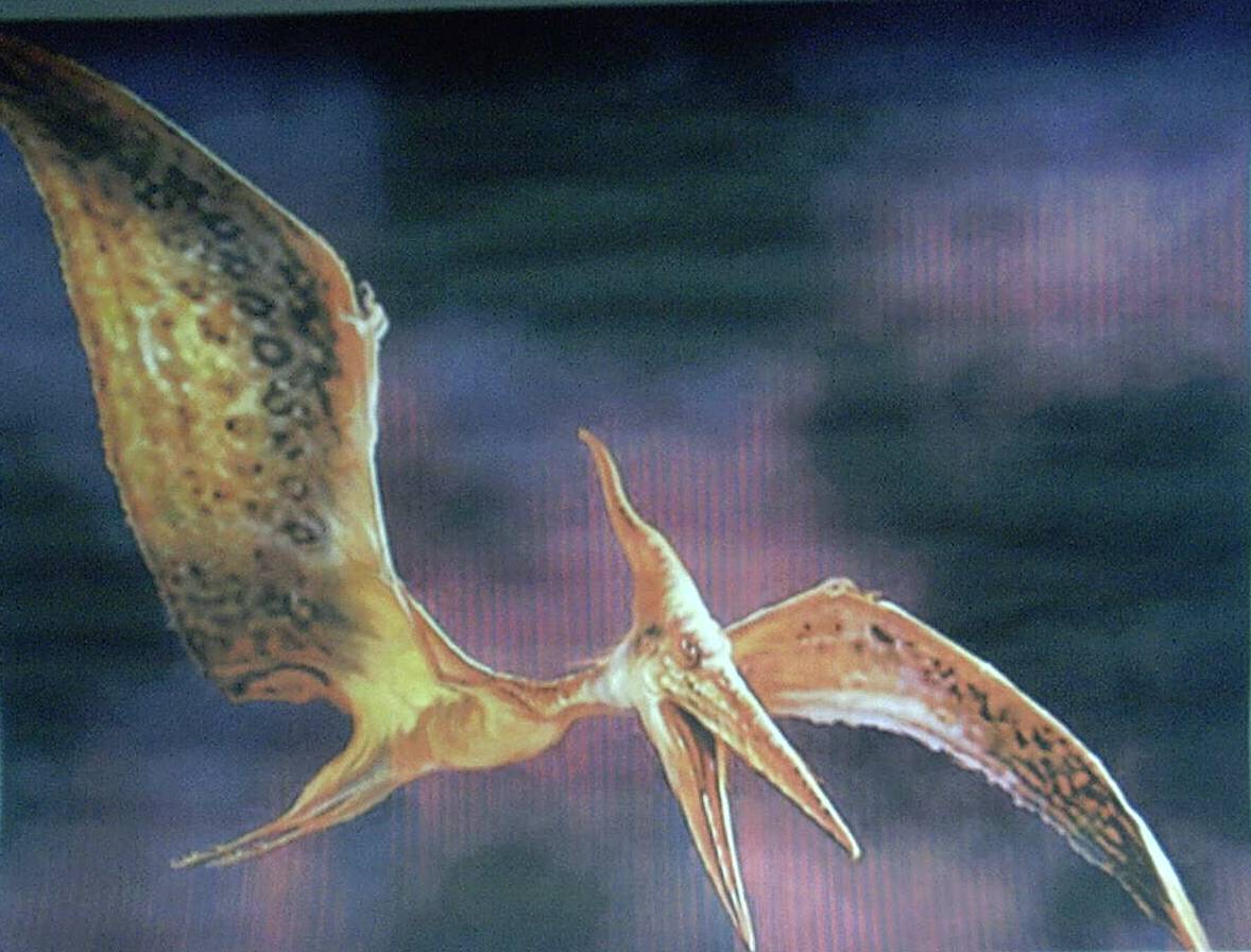 pterodactyl.jpg