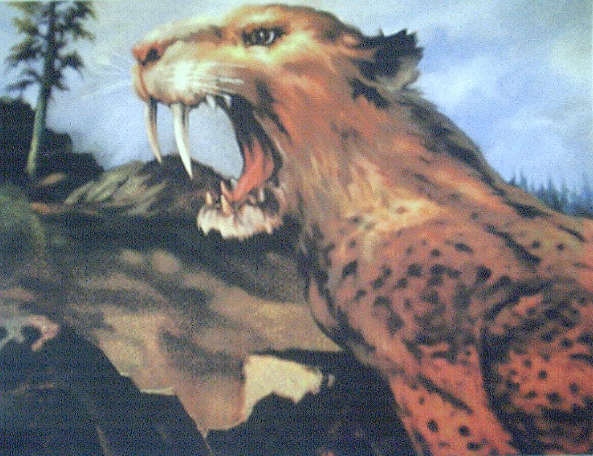 sabertooth.jpg